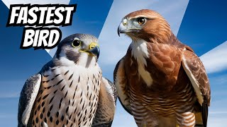 The Ultimate Bird Showdown Peregrine Falcon vs Brown Hawks [upl. by Radnaskela868]