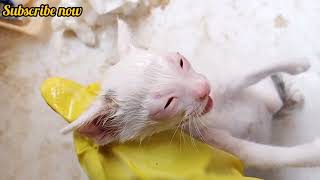 Rescue Mother Cat and Treatment Eyes Infection [upl. by Herold]