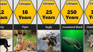 From Short to Long Animal Lifespan Comparison [upl. by Enilegnave]