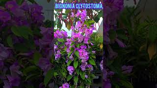 Hermosa planta con lindas flores bignonia clytostoma [upl. by Mancino]