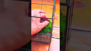 DIY tutorial make a micro mountain landscape in a vintage greenhouse shaope terrarium terrariums [upl. by Burnley]