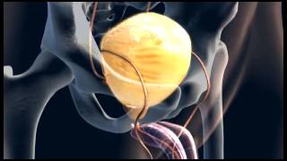 Animation Male Urinary System  3D Medical  ABP © [upl. by Denae]