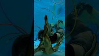 Treasure Map Mermaid Aerial sipndiplounge underwater underwaterworld [upl. by Notliw742]