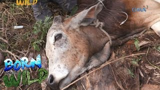 Born to be Wild Rescuing a bloated cow in Albay [upl. by Huttan]