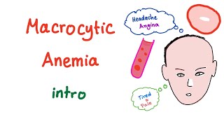 Macrocyctic Anemia Intro [upl. by Feerahs138]