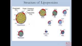 Lipids and Lipoproteins  Part 1 [upl. by Akinod]