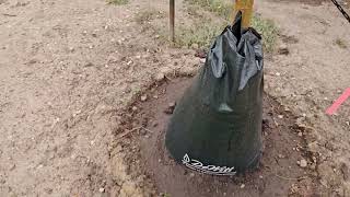 Пастки для води мульчування полив дерев irrigation trees Groasis Waterboxx Talya Water trap [upl. by Dorren]