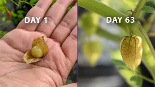 Growing Physalis Plant from Seed to Fruit 🌱 200 Days Time Lapse  Full life Cycle [upl. by Nettie606]