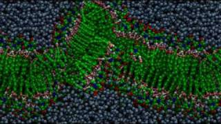 Bilayer formation through molecular selfassembly [upl. by Vinnie]