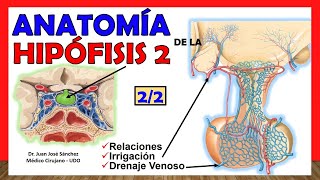 🥇 Anatomía de la HIPÓFISIS 22 Glándula Pituitaria ¡Explicación Sencilla [upl. by Nayab]