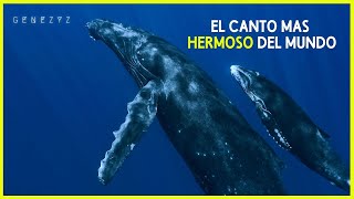 🐋🎶 El Canto Más Hermoso de la Naturaleza 🌊 [upl. by Bernie155]