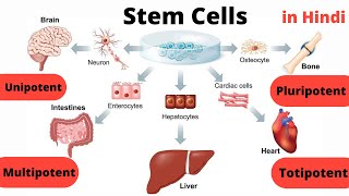 Stem Cells  Types  Unipotent  Multipotent  Pluripotent  Totipotent  in Hindi [upl. by Nonnahs]