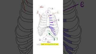 Your Treasure ChestThoracic Cavity  Anatomy Quiz 16 [upl. by Borlow]