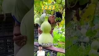 fruit gourd garden vegetablecarving food [upl. by Norreg]