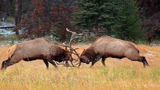 Largest Bull Meets His Match during the Elk Rut [upl. by Duff]