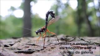 Ichneumonidae Rhyssa e Megarhyssa ovipositando em colebroca [upl. by Ysnap]