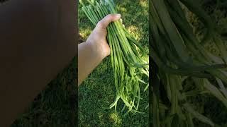 More Long Beans  greenbeans garden floridagardening vegetable homegrown [upl. by Leynwad]