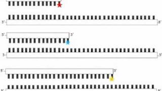 Fluorescent DNA sequencing with Capillary Electrophoresis [upl. by Sirdi]