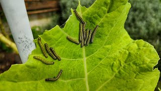 COMO ACABAR COM AS LAGARTAS EM APENAS UMA APLICAÇÃO USANDO CALDA DE FUMO [upl. by Waddle]