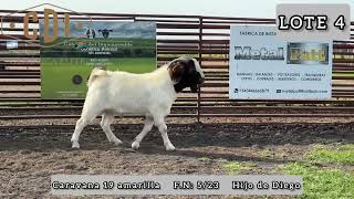 VENDIDO  MACHO PURO SIN PEDIGREE [upl. by Ailati193]