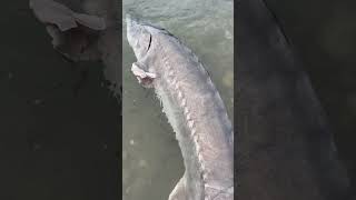 RILASCIO di STORIONE RUSSO fishing fishingvideo sturgeon [upl. by Noah]