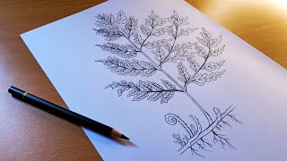 how to draw a Fern  fern drawing  pteridium diagram  bracken fern diagram  eagle fern drawing [upl. by Ahsineg]