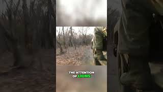 Epic Lion Encounter Thrilling Safari Adventure in the African Bush [upl. by Otrebogir]