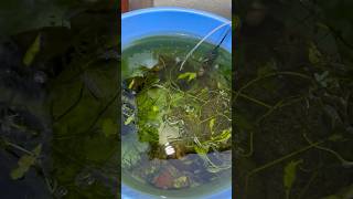 My DIY Guppy Fish Pond Update guppyfish shorts [upl. by Ravi172]