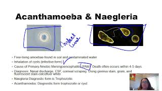 Acanthamoeba and Naegleria [upl. by Adekan]