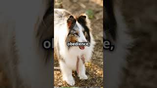 The Energetic Shetland Sheepdog pets pawsandwhiskers dog [upl. by Cathlene98]