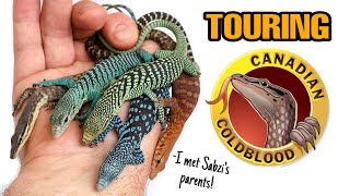 INCREDIBLE REPTILE FACILITY TOUR  CANADIAN COLDBLOOD  Monitor lizards Geckos and more [upl. by Ecnerret]