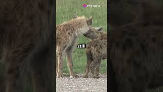 The Surprising Social Structure of Hyenas Misunderstood Masters of the Savanna [upl. by Johathan761]