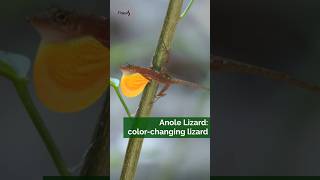 Anole Lizard Can change colors [upl. by Arturo]