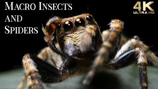 4K Insects Up Close with Amazing Insects World  Macro Insects TV Background  Fun Positive Music [upl. by Mark]