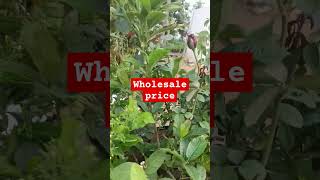 Wholesale nursery plants purchase [upl. by Hereld]