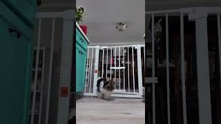 New trick unlocked for Miss Stella Bella funny biewerterrier cute cutedog puppy [upl. by Cynthea]