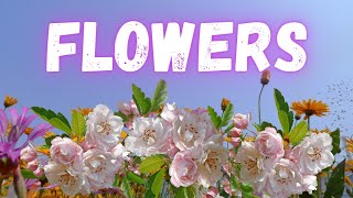 Flowers  Official Music Video  Miley Cyrus’s Empowering Anthems [upl. by Yelrihs]