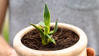 How to RePot Agave Babies [upl. by Melleta]