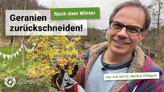 Geranien nach dem Überwintern zurückschneiden für gesundes neues Wachstum inklusive Vermehrungstipp [upl. by Moreno908]