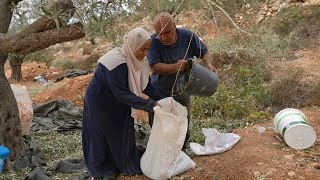 En Cisjordanie occupée les colons menacent la récolte des olives  AFP [upl. by Lenneuq184]