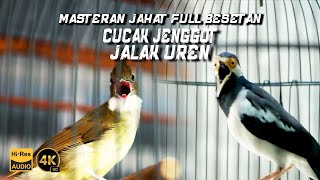 MASTERAN BURUNG JAHAT FULL BESETAN BIRD OF INDONESIA [upl. by Sollars972]