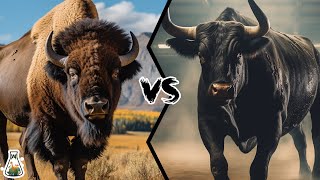 American Bison VS Fighting Bull  Who Would Win A Fight [upl. by Eibo]