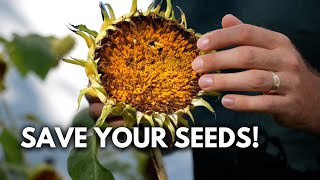 How to Save Sunflower Seeds WITHOUT Feeding The Wildlife [upl. by Bowen]