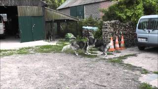 Ciobanesc CarpatinCarpathian Shepherd Dog dogs playing [upl. by Leigh501]