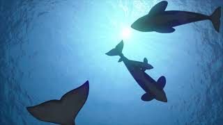 1 HOUR  OF LISTENING TO ORCA SOUNDS OF COMMUNICATION UNDERWATER  SOOTHING RELAXING  ECHO [upl. by Stewart]