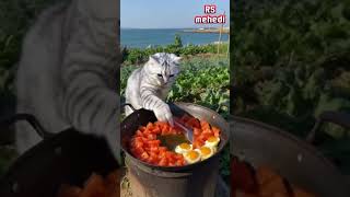 Cat is in its kitchen shortvideo howtomake funny learntomake comedyshorts cartoonvideo [upl. by Akselaw416]