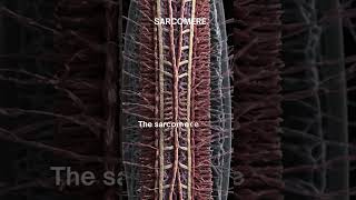 quotSarcomere The Fundamental Unit of Muscle Contractionquot [upl. by England621]