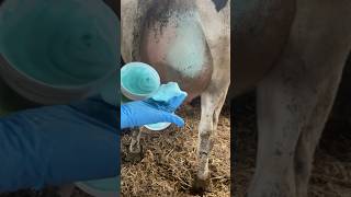 Infection mastitis cows veterinary animals milking cow [upl. by Assetan]