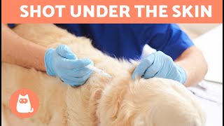 How to give a SUBCUTANEOUS INJECTION to a dog 🐶💉  StepbyStep Explanation [upl. by Tigges628]