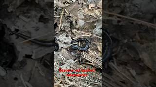 Eastern red backed salamander under a log dayhikingandherpingdudes [upl. by Rehttam]